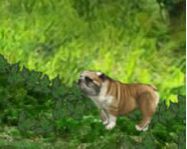 Buddy the bulldog online állatos játék