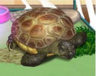 Pet turtle llatos jtk mobiltelefon