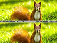 Squirrel difference ingyen html5